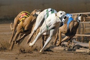 Greyhound Racing TwinSpires