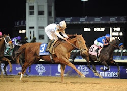 Drosselmeyer Wins Breeders' Cup Classic