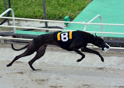 Greyhound Form