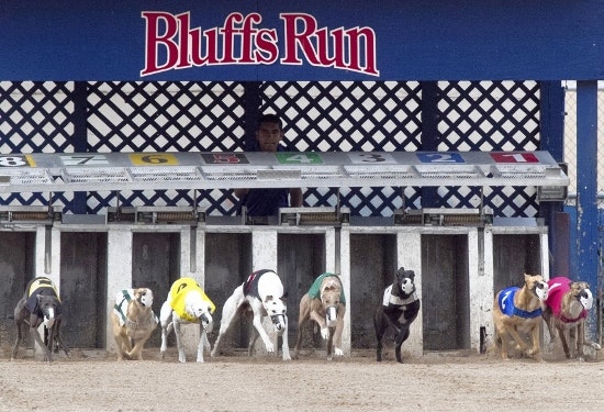 Bluff Runs Greyhound Handicap Track