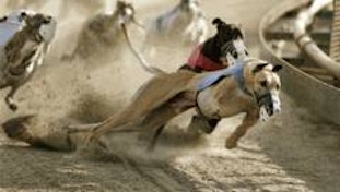 Greyhound Handicapping Stakes High Grade Races