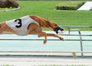 Speedy Pebbles Greyhound Racing Dog