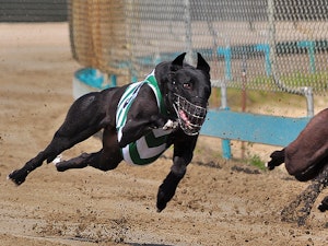 Southland-Grehound-Dog-1