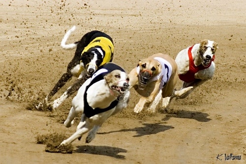 greyhound racing handicapping wagering