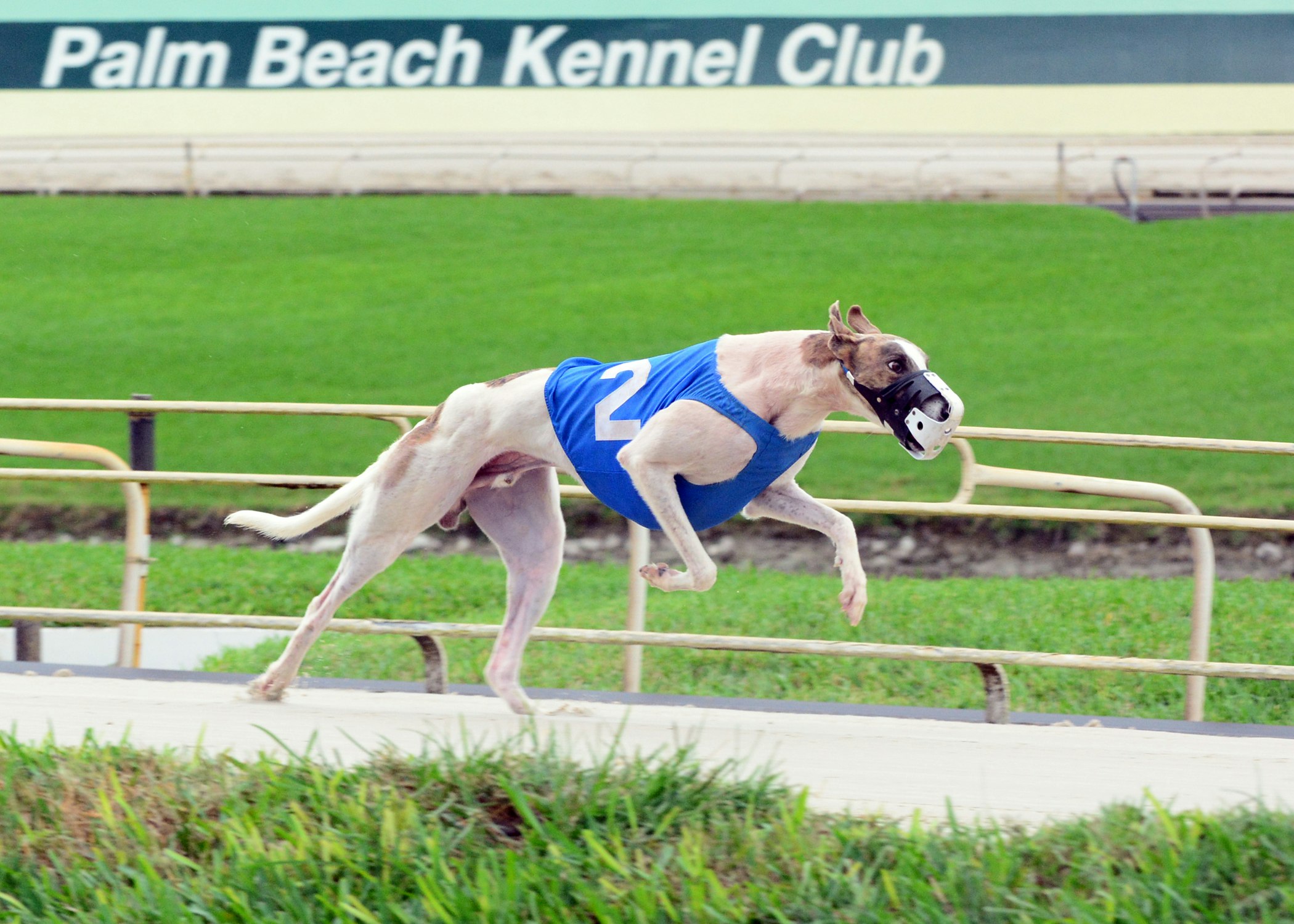 Greyhound Preview Palm Beach 11/14/2014 The TwinSpires Edge