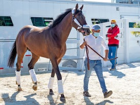Crowded Trade arrives at Pimlico for Preakness Stakes 2021