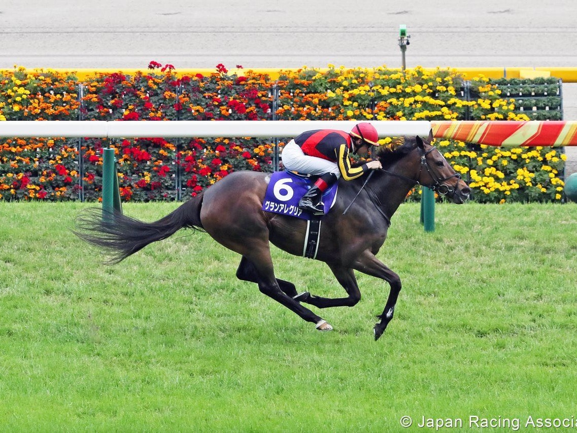 Yasuda kinen betting online bitcoin price continues to fall