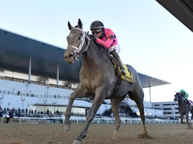 Hit Show winning the Withers (G3) at Aqueduct (Photo by Coglianese Photos)