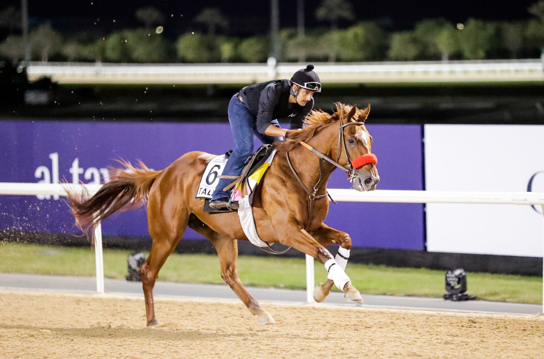 Meet the Contenders 2023 UAE Derby TwinSpires