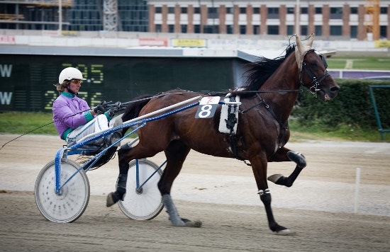 Trotting Racer Harness