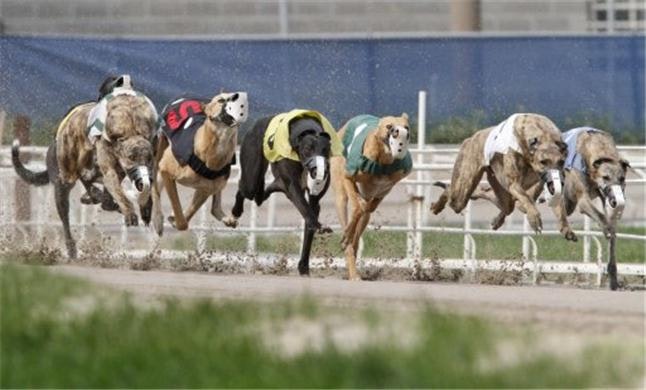 greyhound racing handicapping