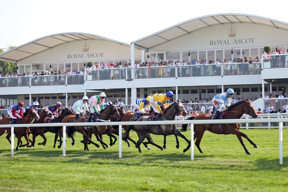 omni horse bet
