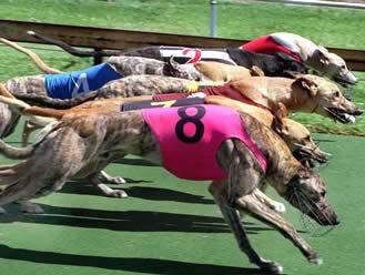 Greyhound handicapping racing wagering