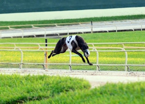 Storm Control Greyhound Racing Dog