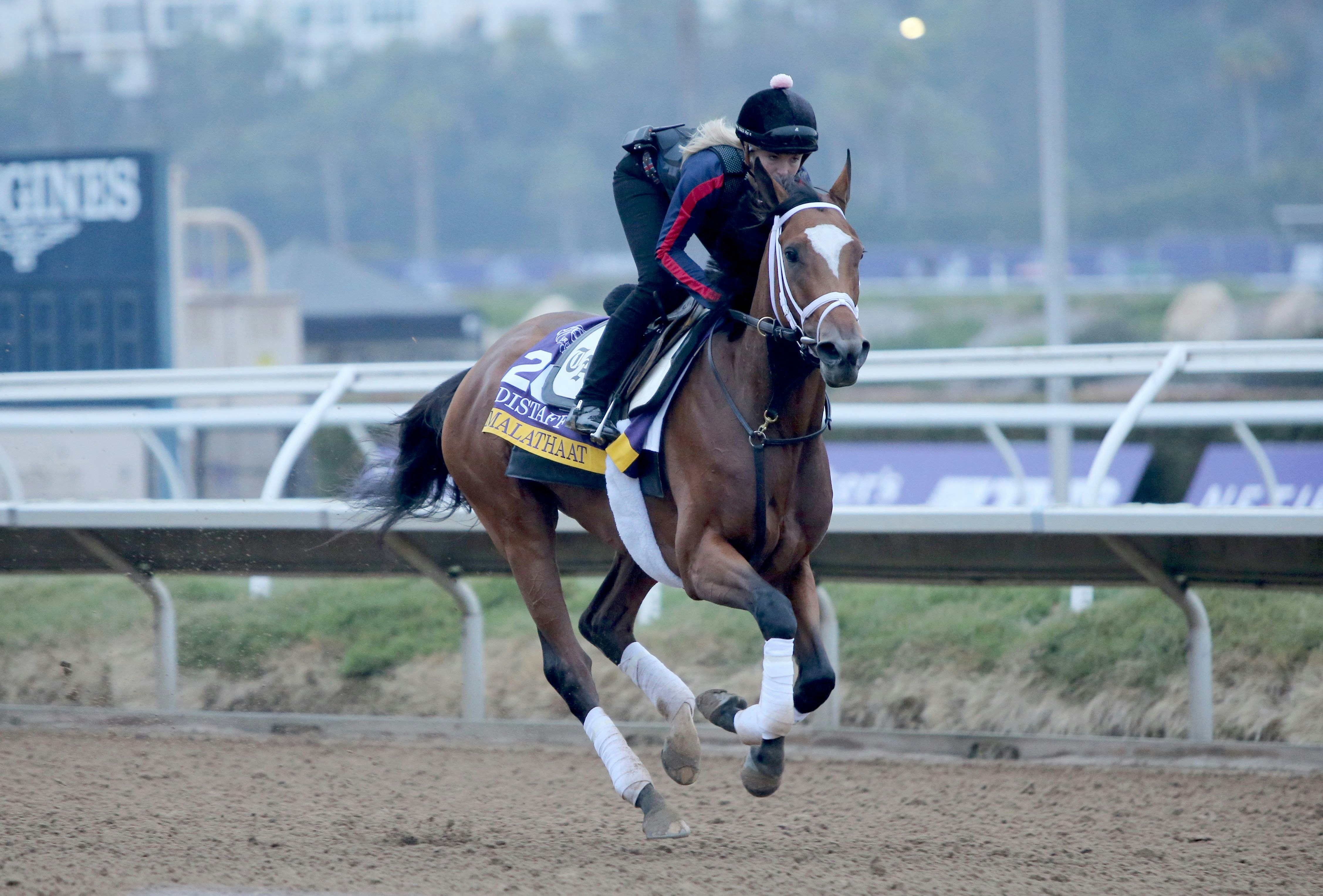 Kentucky Derby Alumni Update: Breeders' Cup week 2021 | The TwinSpires Edge