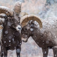 Rams vs. Bengals: Who would win in a fight to the death?